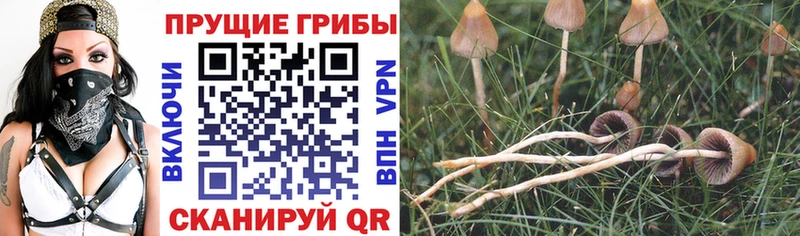 Галлюциногенные грибы Psilocybe  Выборг 